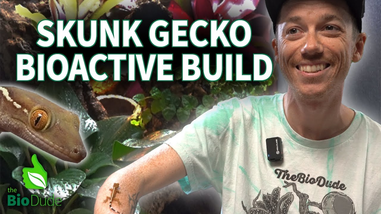 Building a Bioactive Tropical Arboreal Terrarium for Skunk Lined Geckos