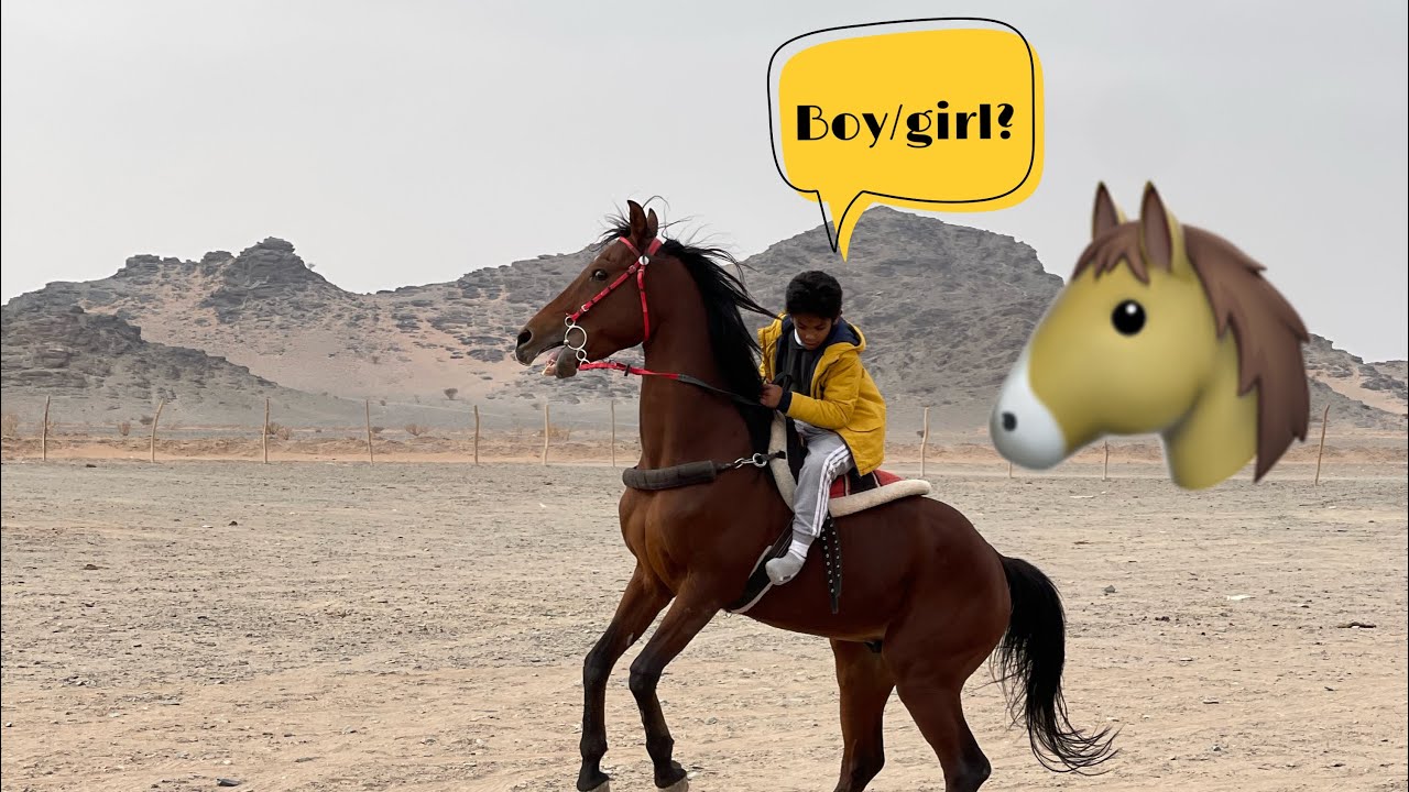 ولادة كرم😍|ضيف المربط الجديد🐎♥️