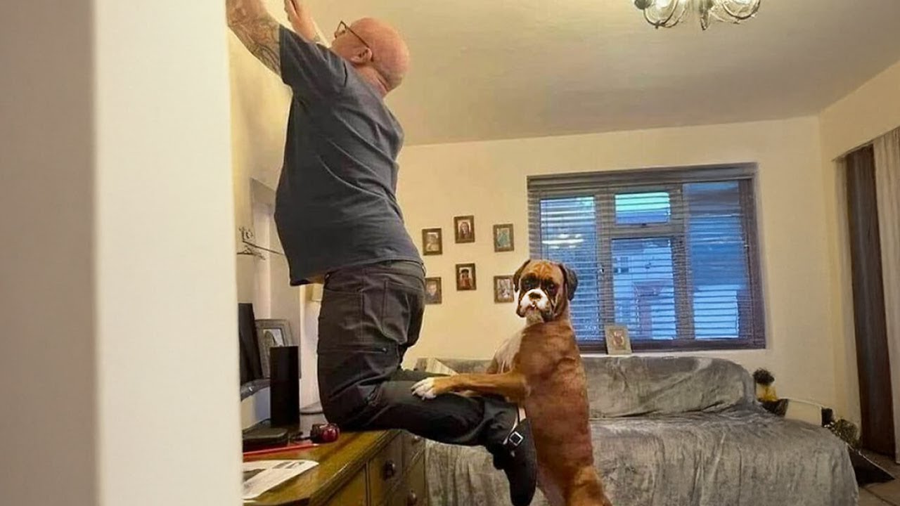 When Comedian Dogs Are Being Hilarious With Human 😂 Funny Dog and Human Videos