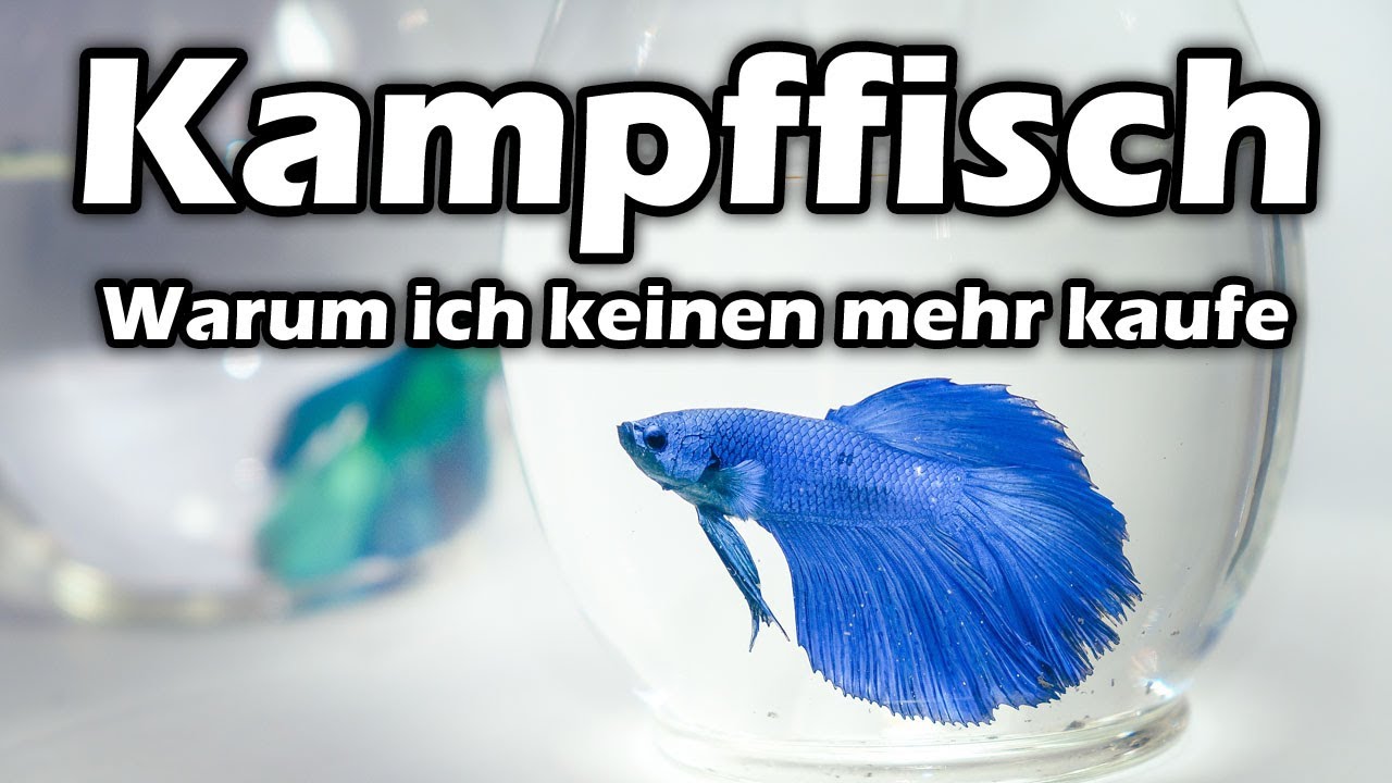 Warum ich keinen Kampffisch mehr kaufe (#81)