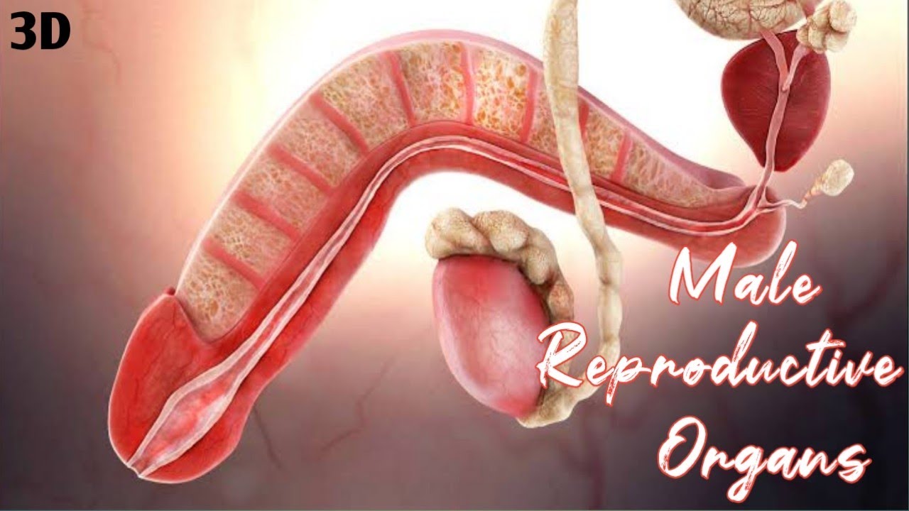 Male Genitalia Anatomy Bangla | Male Reproductive Organs Anatomy