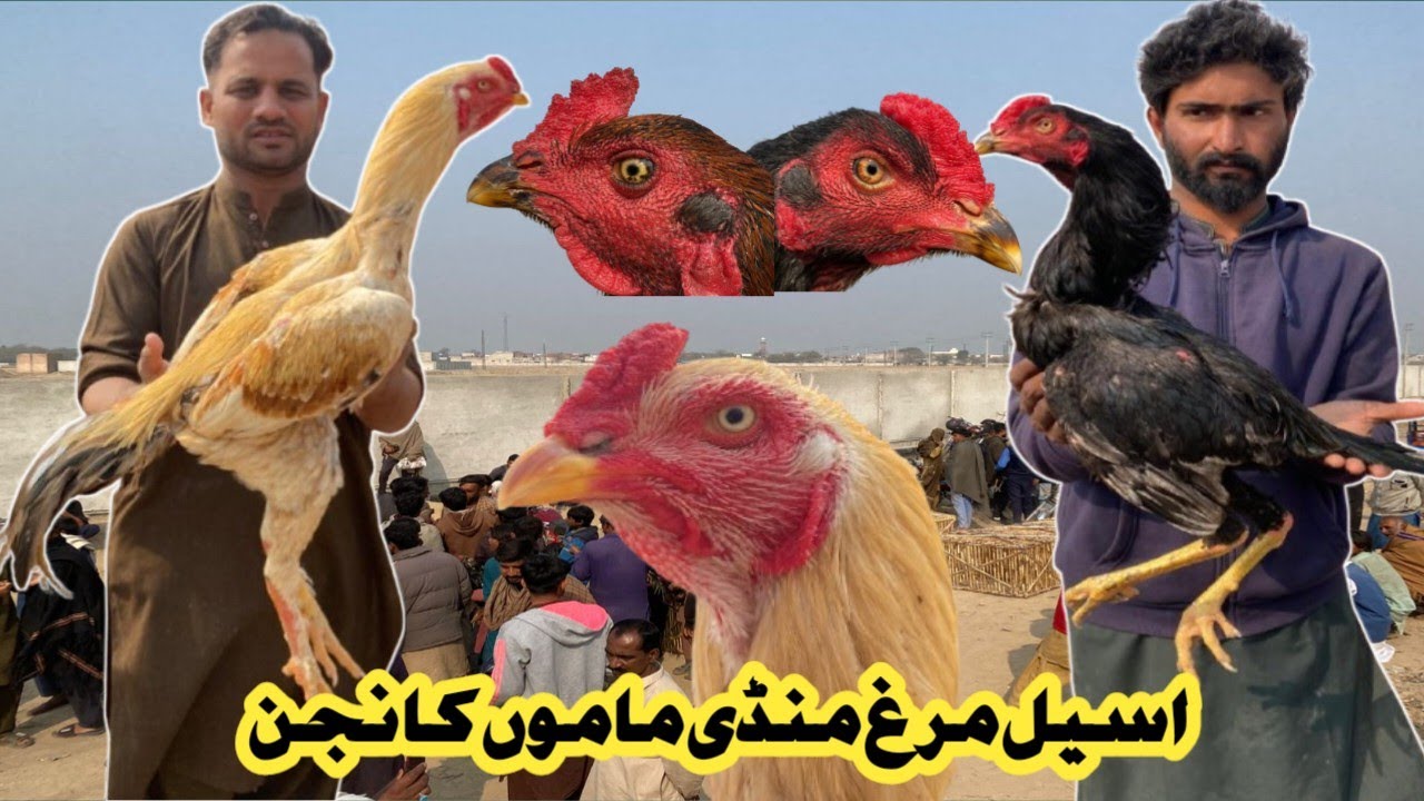 Aseel Murgh Mandi Mamo Kanjan||KAMLIYA ASEEL ROSTER||ASEEL MURGH MANDI|| #aseelmandi @Azeemvillage 
