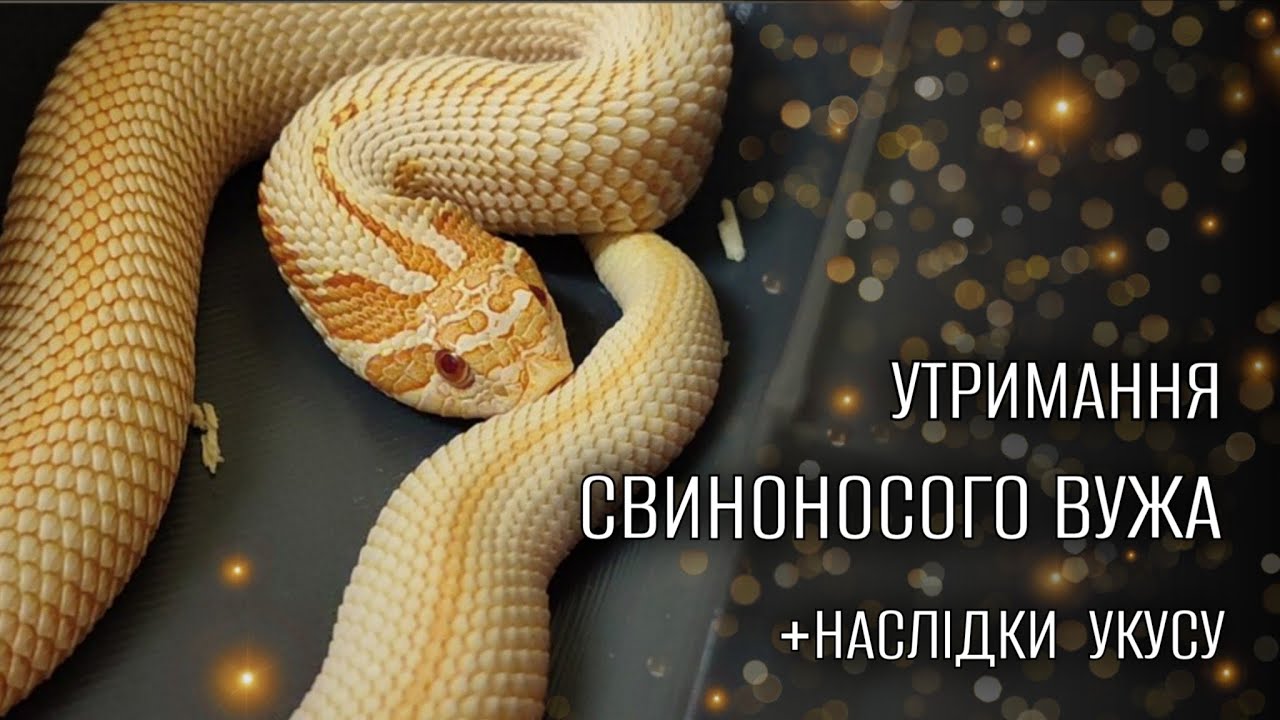 Свиноносий вуж: отрута та догляд | Heterodon nasicus 