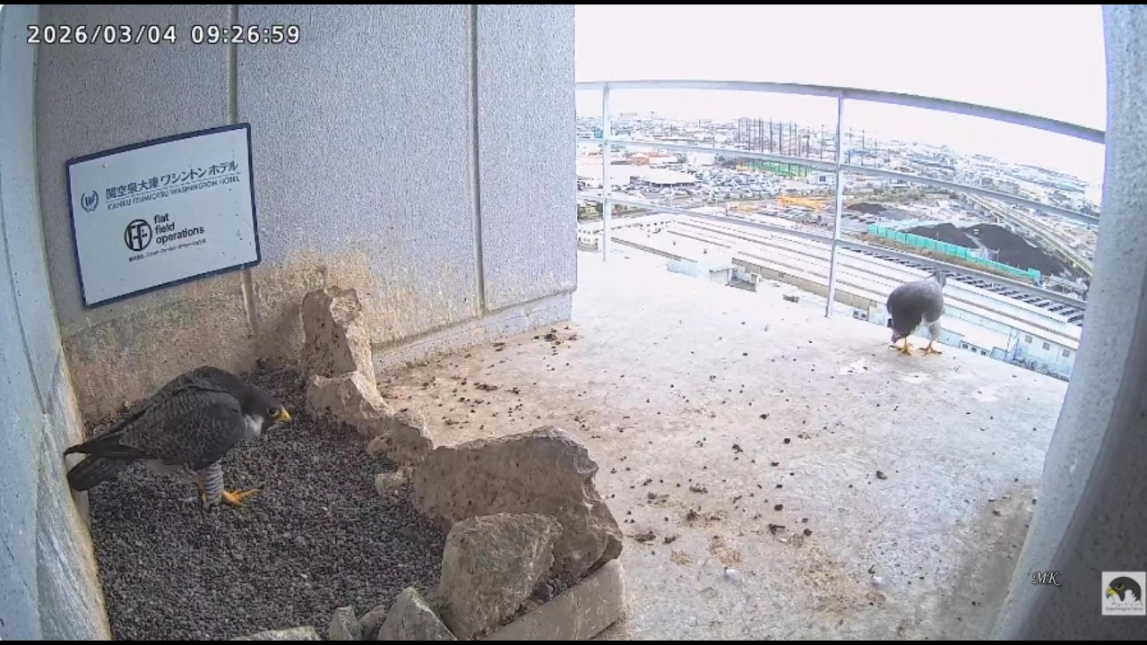 Osaka sokoły 04 03 2026 1 ~  spotkanie  na odległość    Kirary IV z Sarą