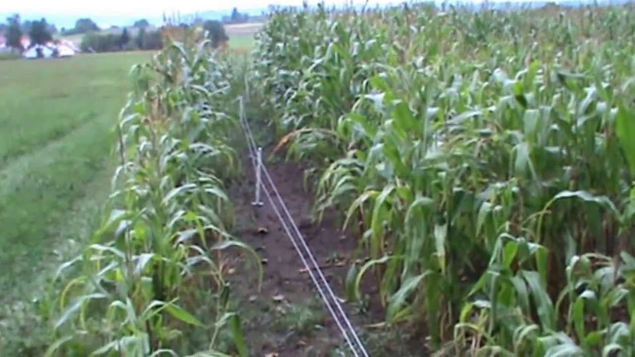 JAGD ELEKTROZAUN GEGEN DIE SAUEN