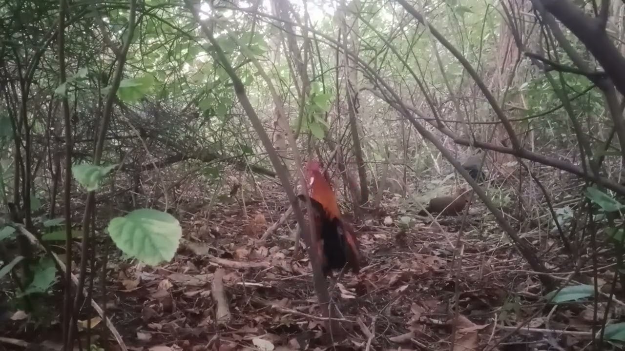 Bổi tơ sung quá ae .ae xem clip vui vẻ ạ( bảo tồn động vật)☺️