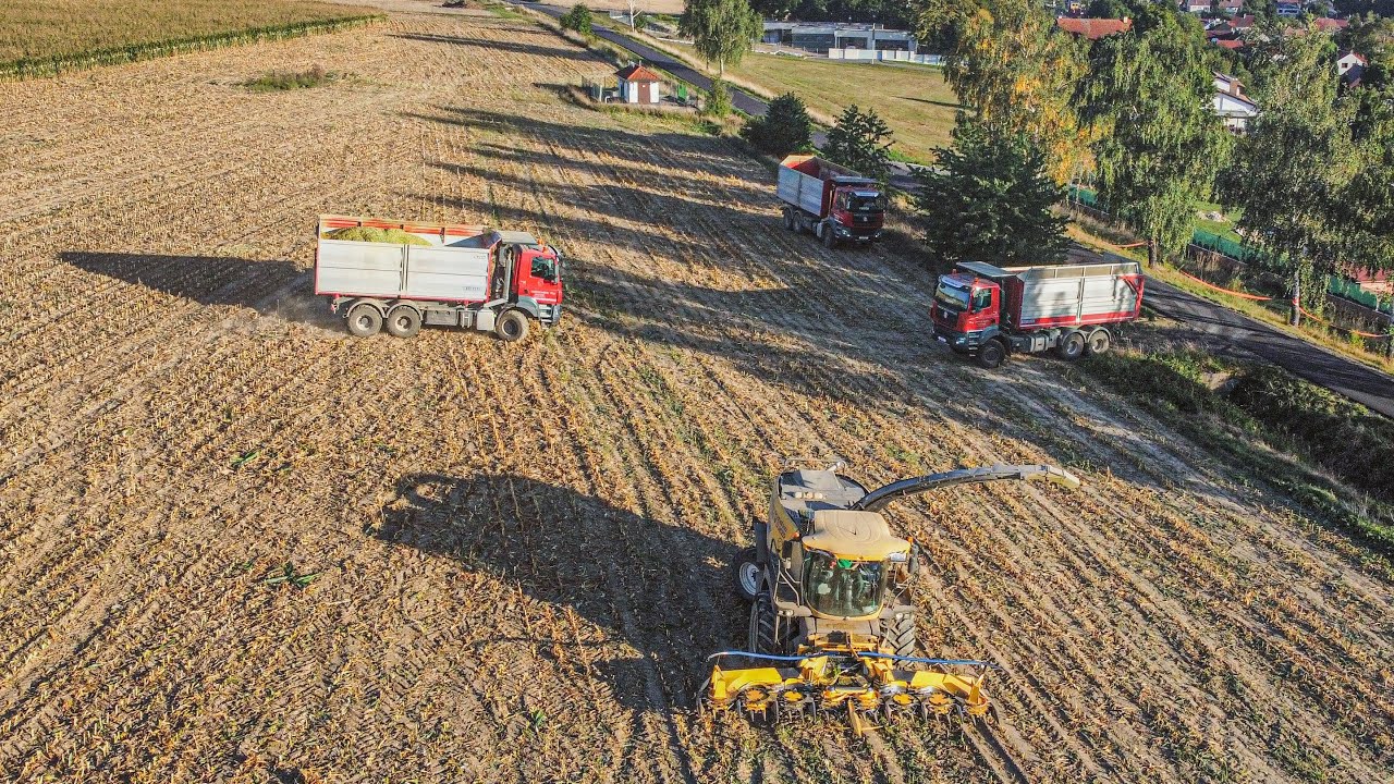 Siláže 2023 | čtyři Tatry na odvozu | 3x tatra pheonix E6, tatra 815 | 🔴⚪️