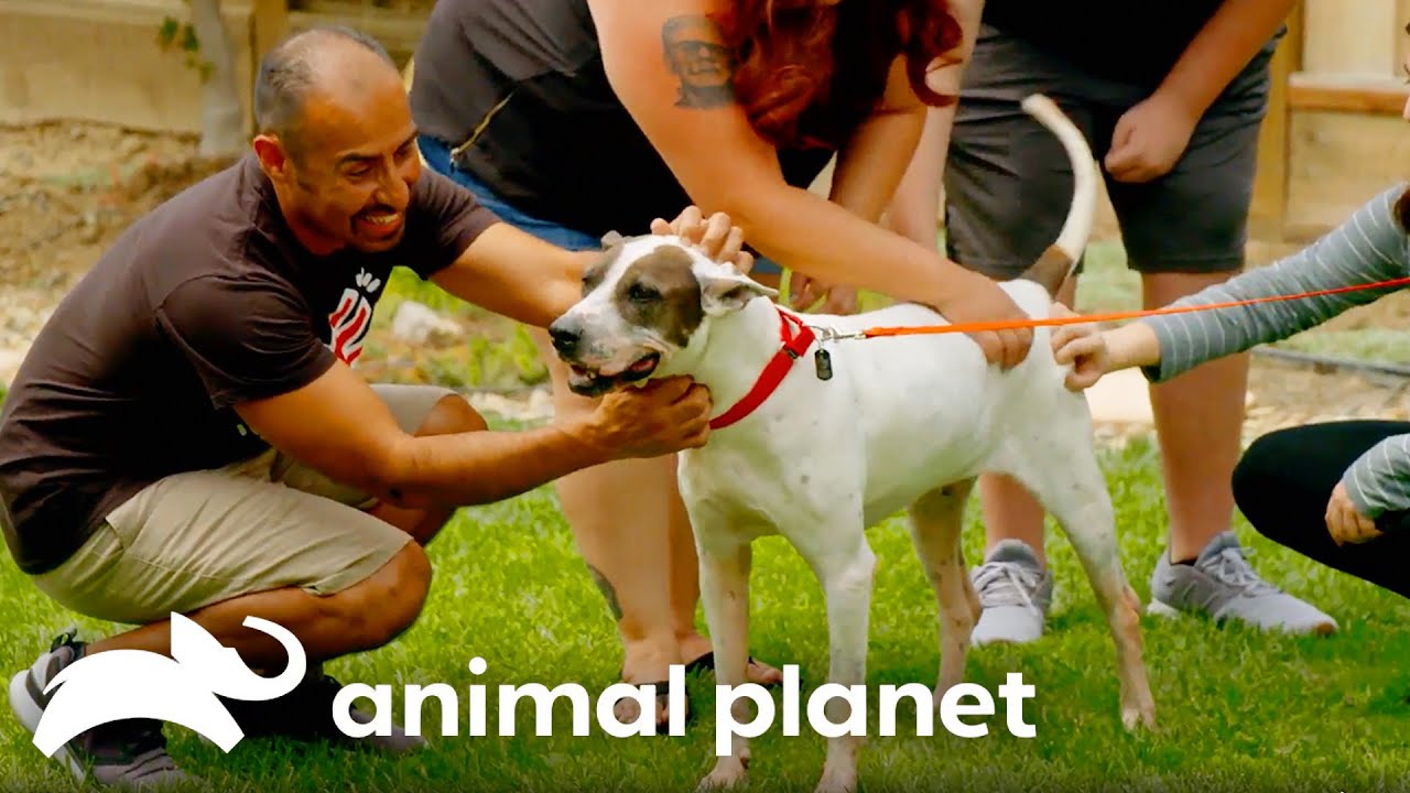 Heartwarming Moments from Season 18 | Pit Bulls and Parolees | Animal Planet