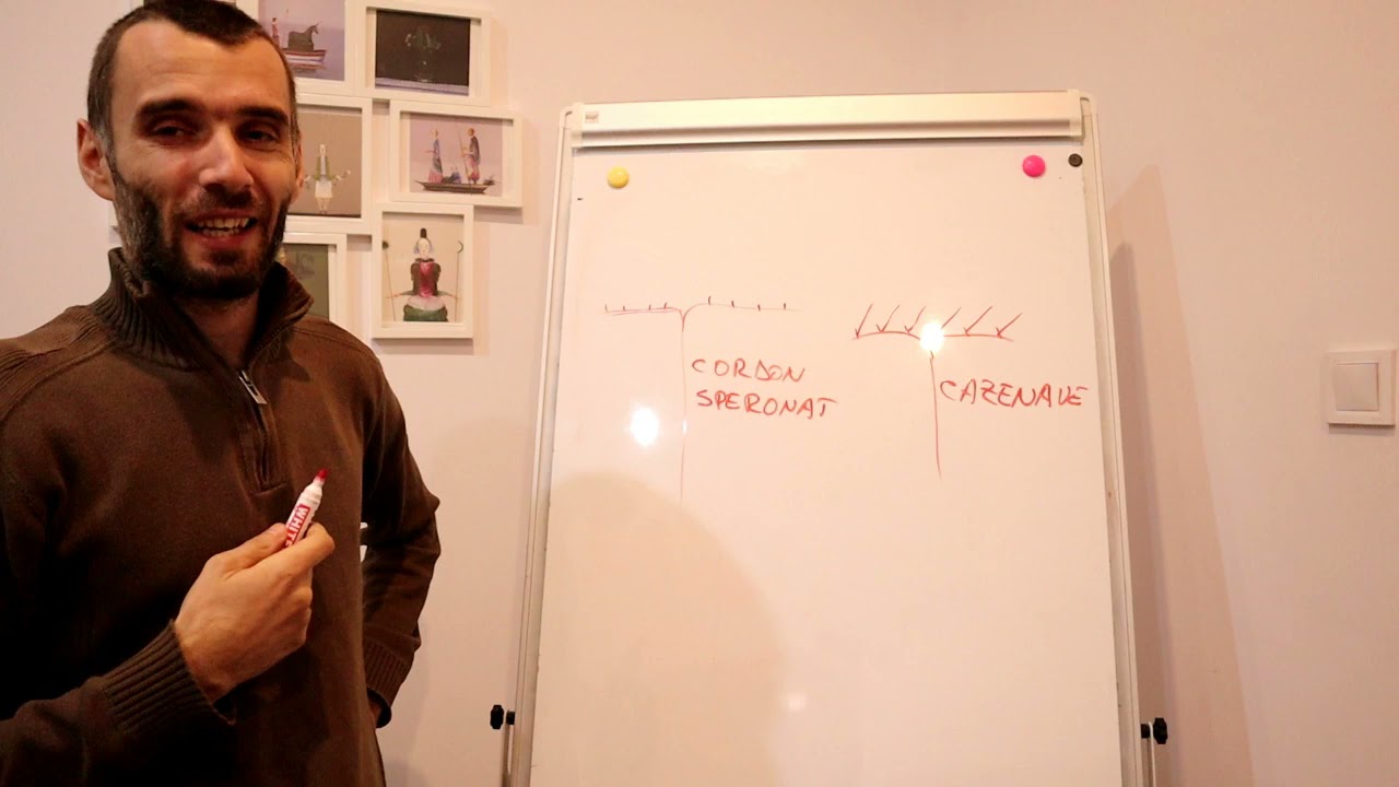 Taierile in uscat la vita de vie pentru struguri de masa. Explicatii teoretice