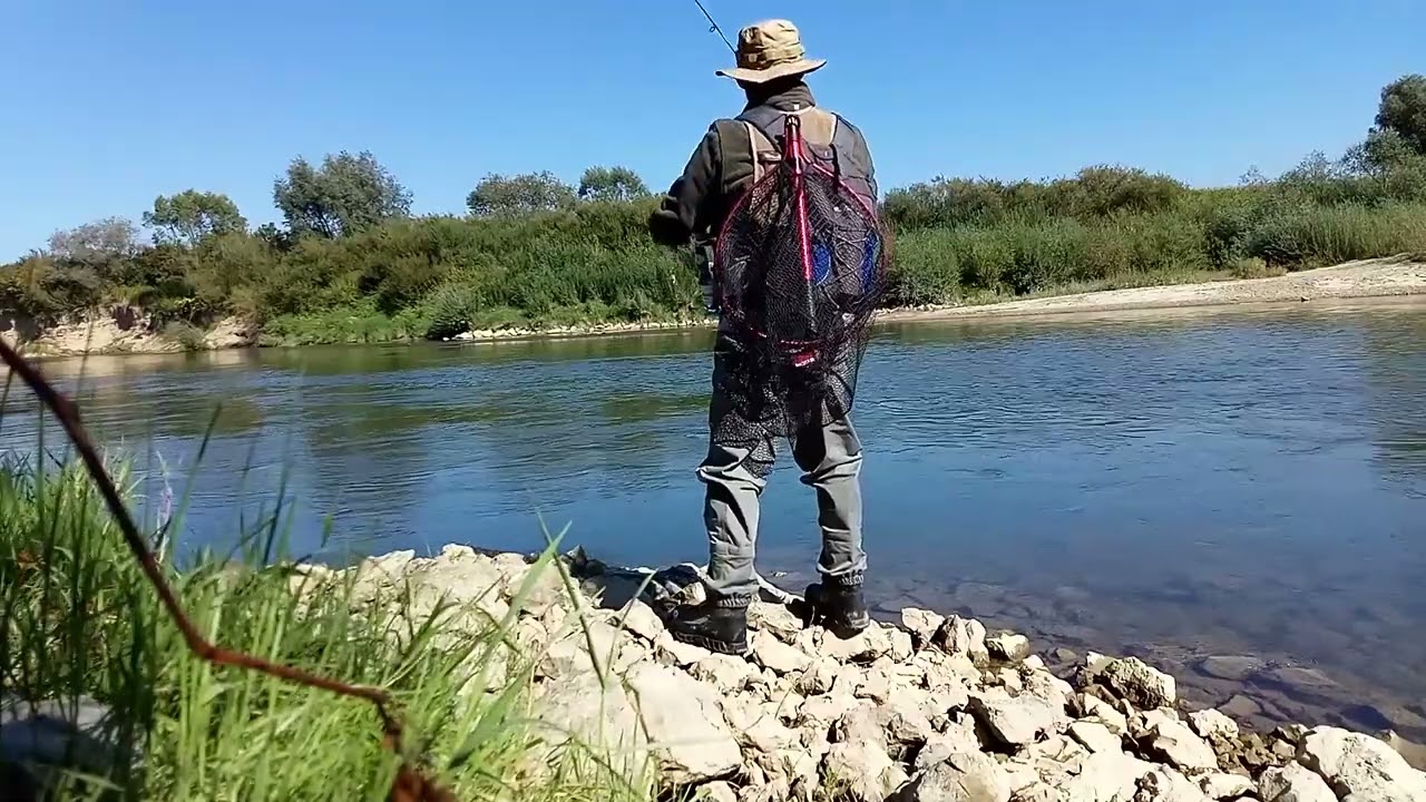 Dwa Okonie z Dunajca PZW Tarnów