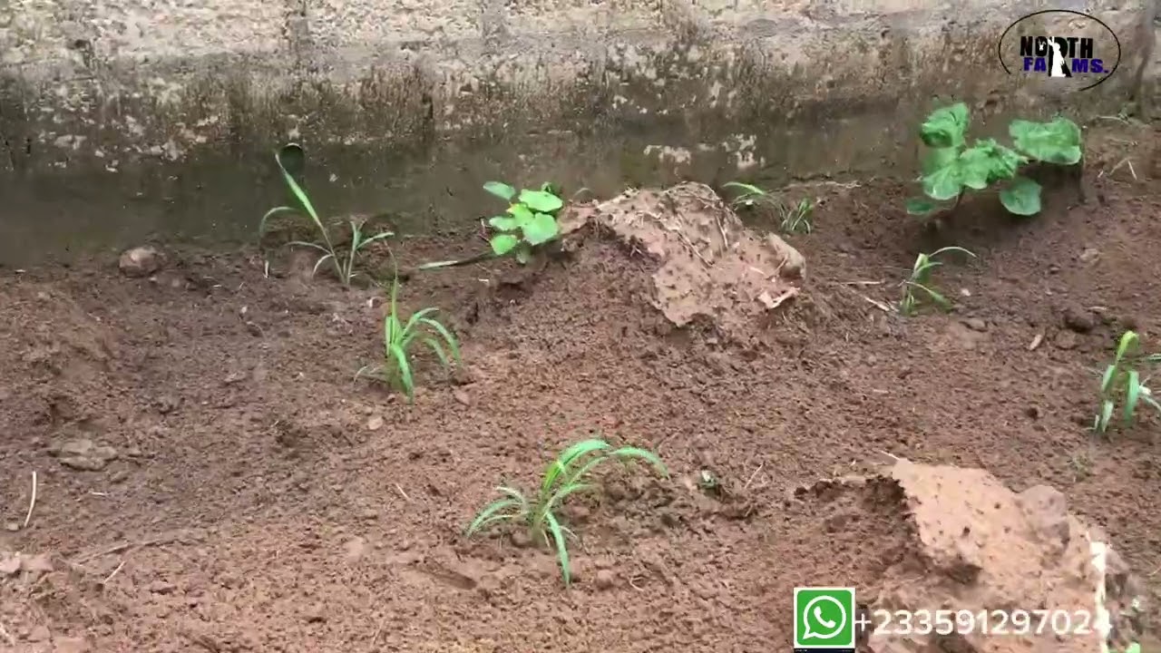 Transplanting Bracharia grass…for your livestock farming  #rabbitfarming ..#ghana