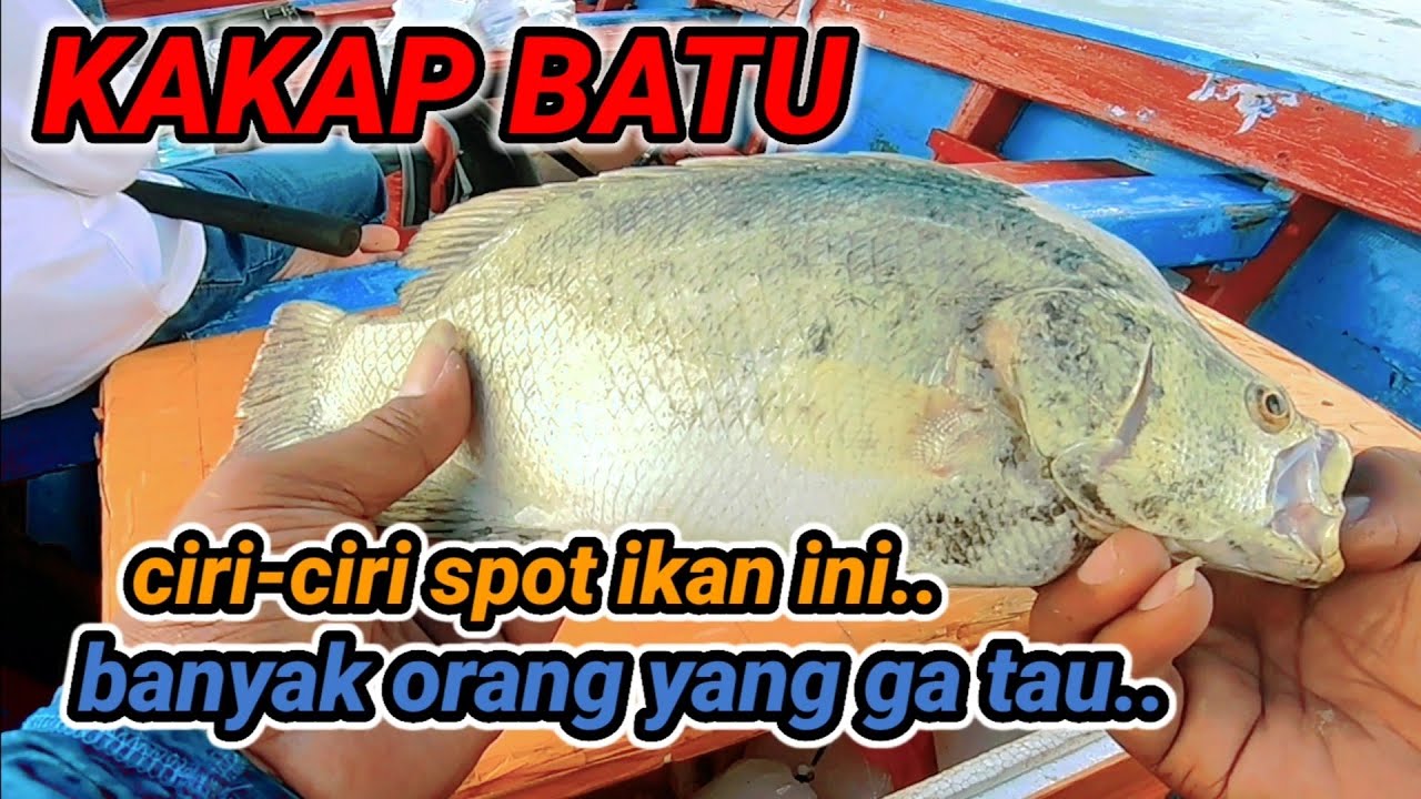 Tutorial mancing ikan kakap batu LOBOTES