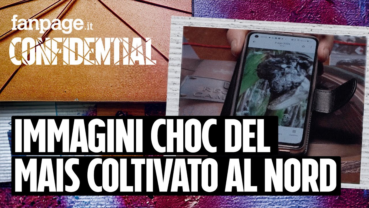 CONFIDENTIAL TRAILER - Ex boss dei rifiuti mostra le immagini choc del mais coltivato in Nord Italia