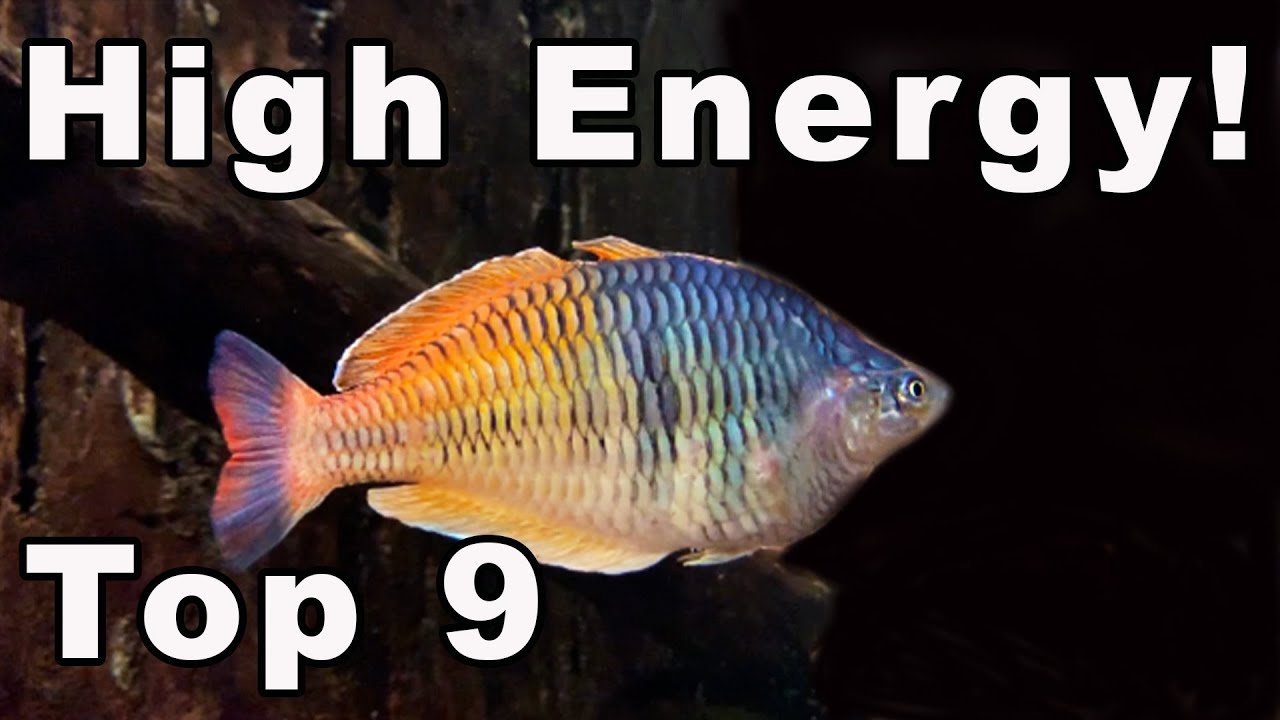 These 9 Aquarium Fish are CRAZY Active!