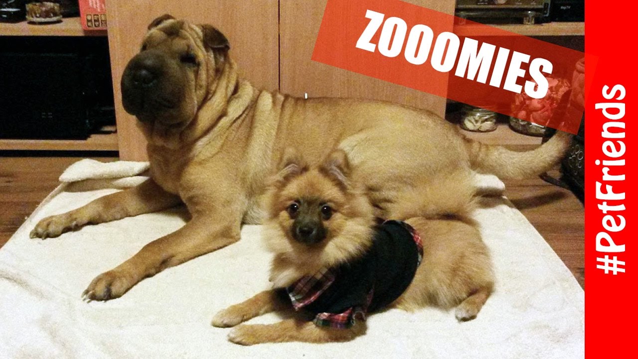 ULTIMATE Puppy Sleepover Party - Silly Rey and Nobel
