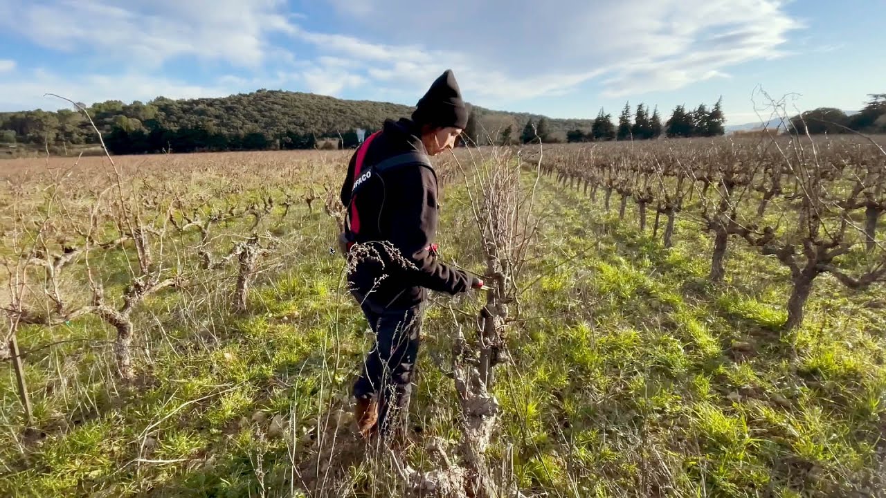 Tailler la vigne et être une femme, ça change quelque chose?