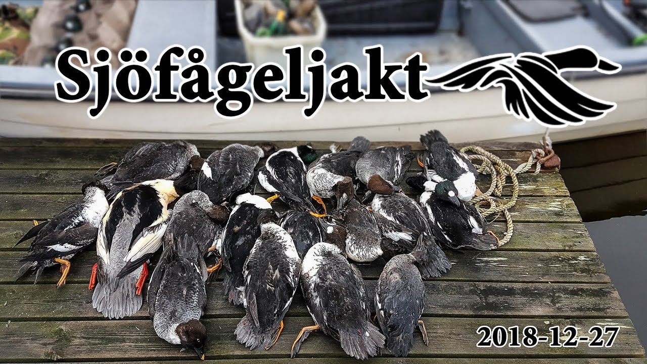 Sjöfågeljakt 2018 12 27