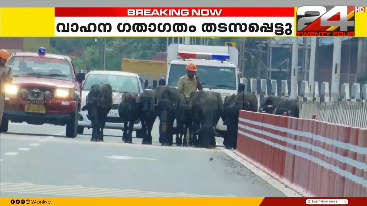 കാസർഗോഡ് ദേശീയ പാത 66ൽ പോത്തിൻ കൂട്ടം ഇറങ്ങി; ഗതാഗതം ഭാഗികമായി തടസപെട്ടു | Kasargod