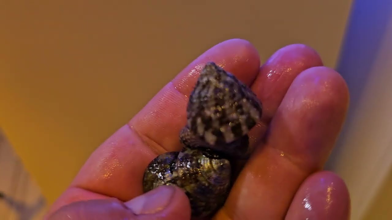 Simple Reef Build: EP 7 | Adding A Clean Up Crew To Your Reef Tank | Red Sea Max Nano Peninsula