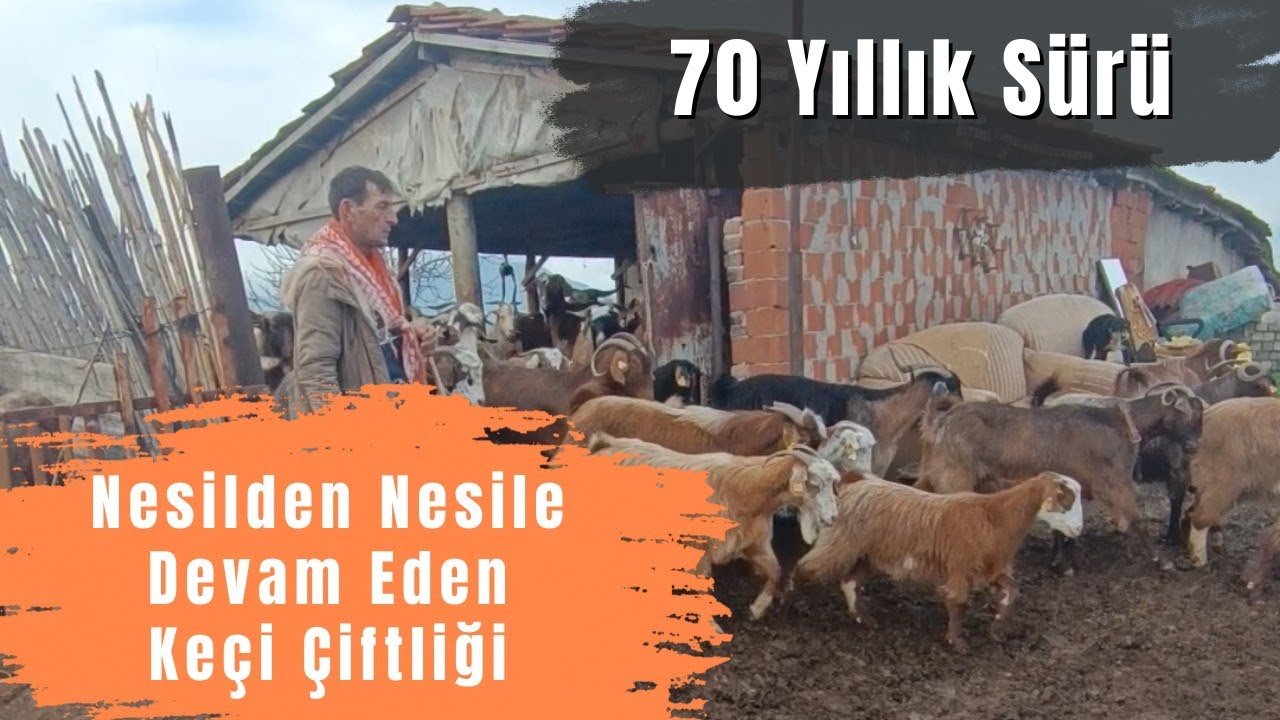70 Yıldır Aynı Sürü Devam Ediyor...Nesilden Nesile Süren Keçi İşletmesi...!