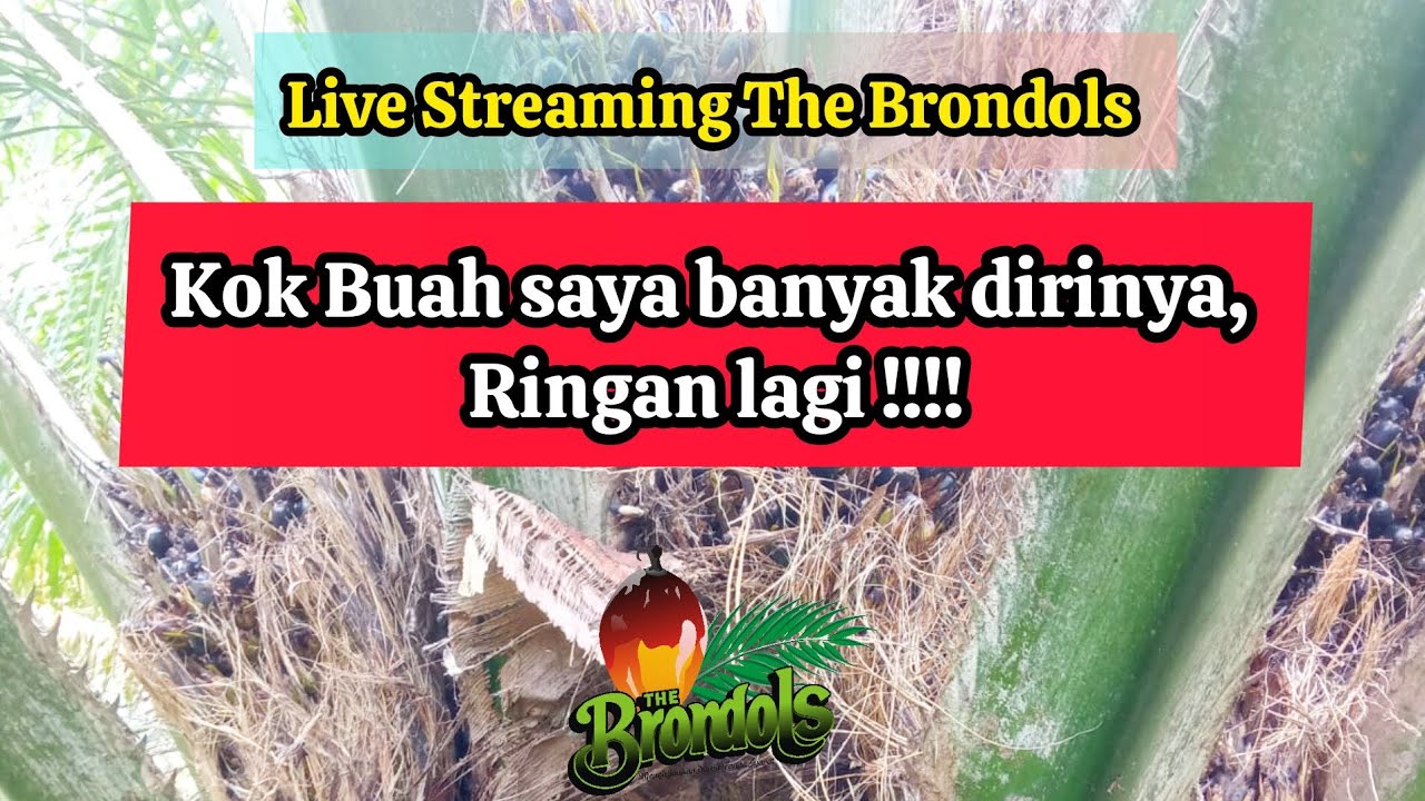Live Streaming The Brondols : Kok Buah saya banyak dirinya, Ringan lagi !!!!