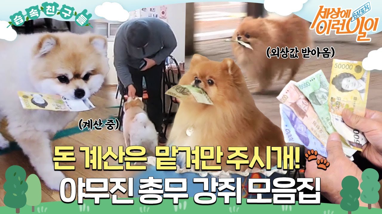 [#습속친구들] 돈 계산은 맡겨만 주시개🐾 야무진 총무 강쥐 모음집🐶 #순간포착세상에이런일이 #WhatonEarth #SBSstory