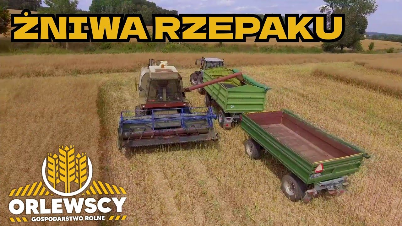 FORTSCHRITT E-512 W RZEPAKU! 💪🏻 ŻNIWA RZEPAKU W GR ORLEWSCY😮 DEUTZ-FAHR AGROSTAR 6.31 & 6.61 🚜 #5