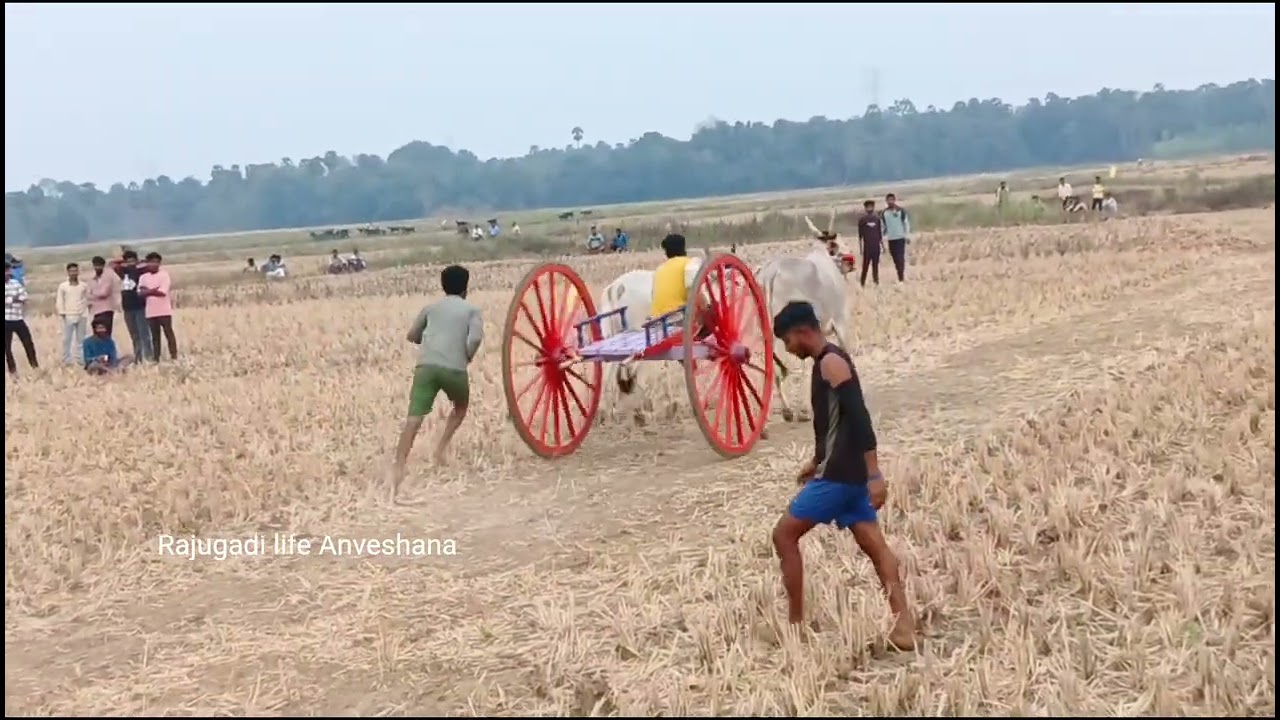 M.సింగవరం గ్రామంలో ఎడ్లపందేం పూర్తి వీడియో #race #bull #viral #cattle #animals 