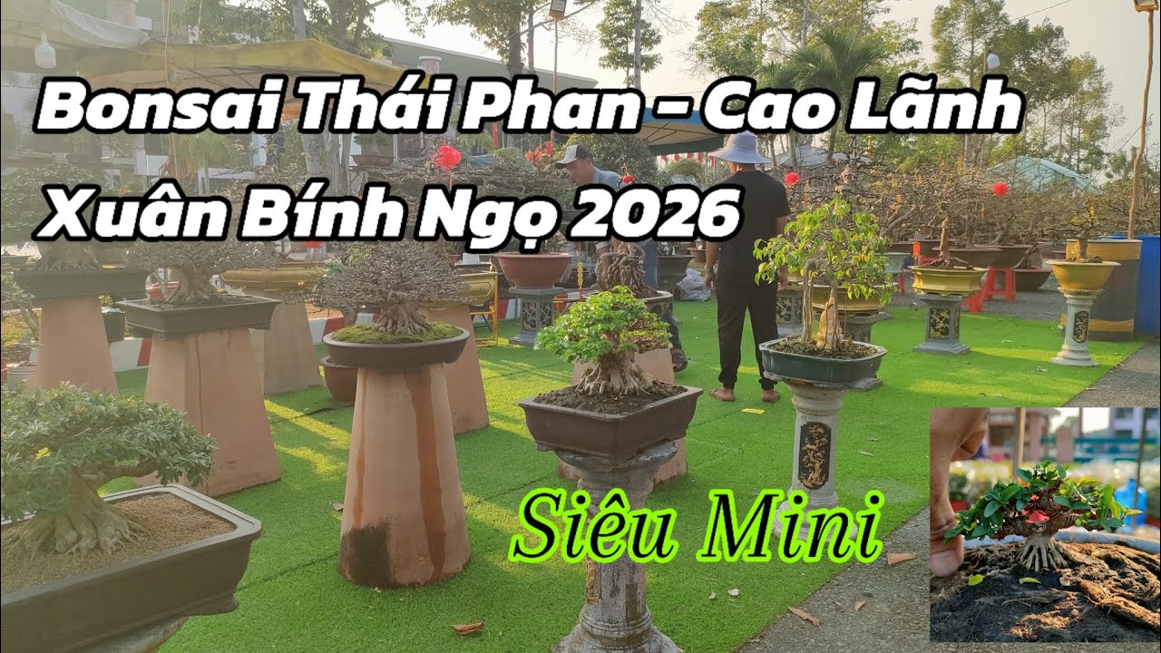 Bonsai Thái Phan - Chợ Hoa Xuân Cao Lãnh 2026 | Phạm Long