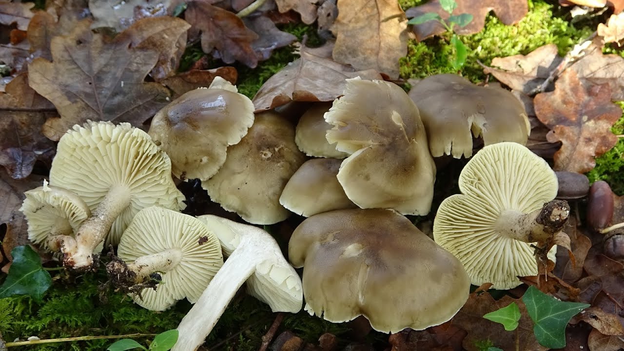Tricholoma saponaceum -  Tricholoma de olor a jabón  - Soapy Knight