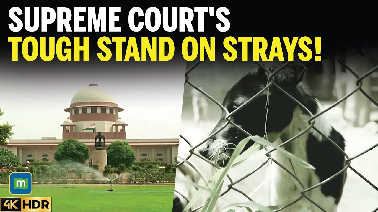 Stray Dogs Case: People Dying Not Only Due To Bites But Accidents Caused By Strays, Says SC | 4K