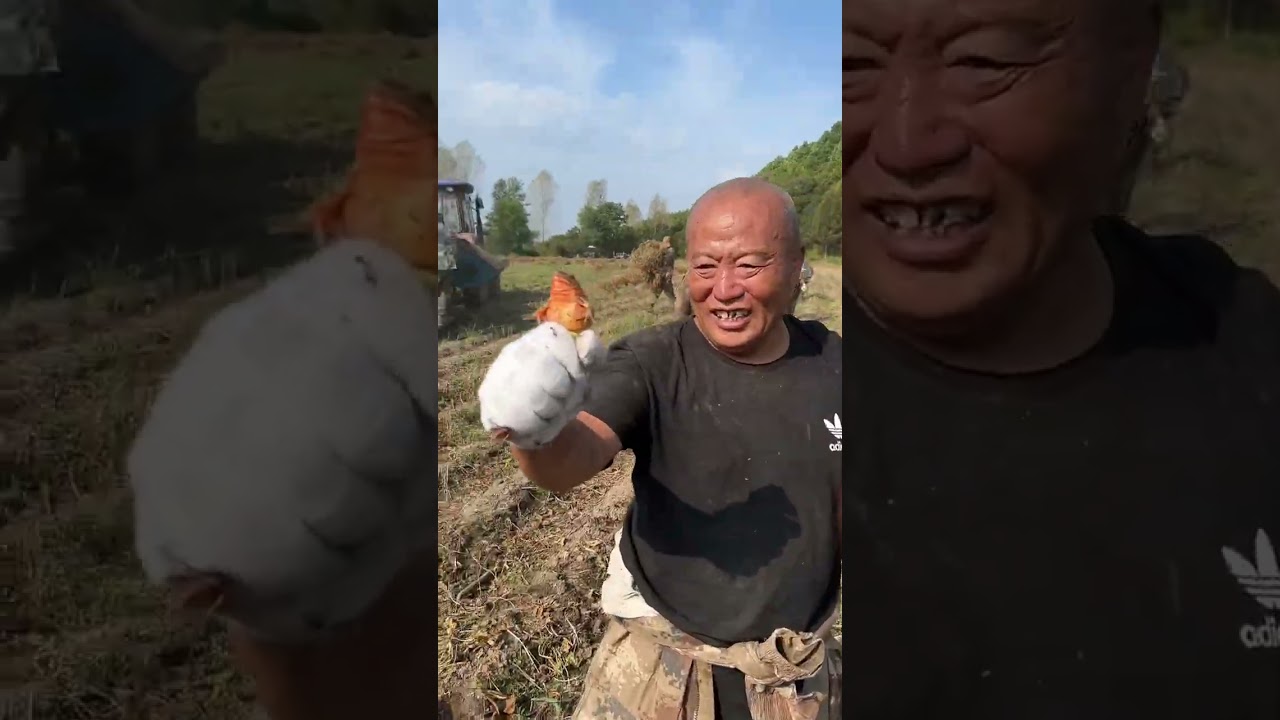 #我的农村生活 #幸福乡村丰收季