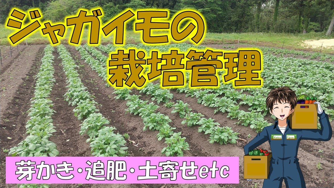 【ジャガイモの栽培管理】ようやく芽かき＆1回目の追肥･土寄せです。