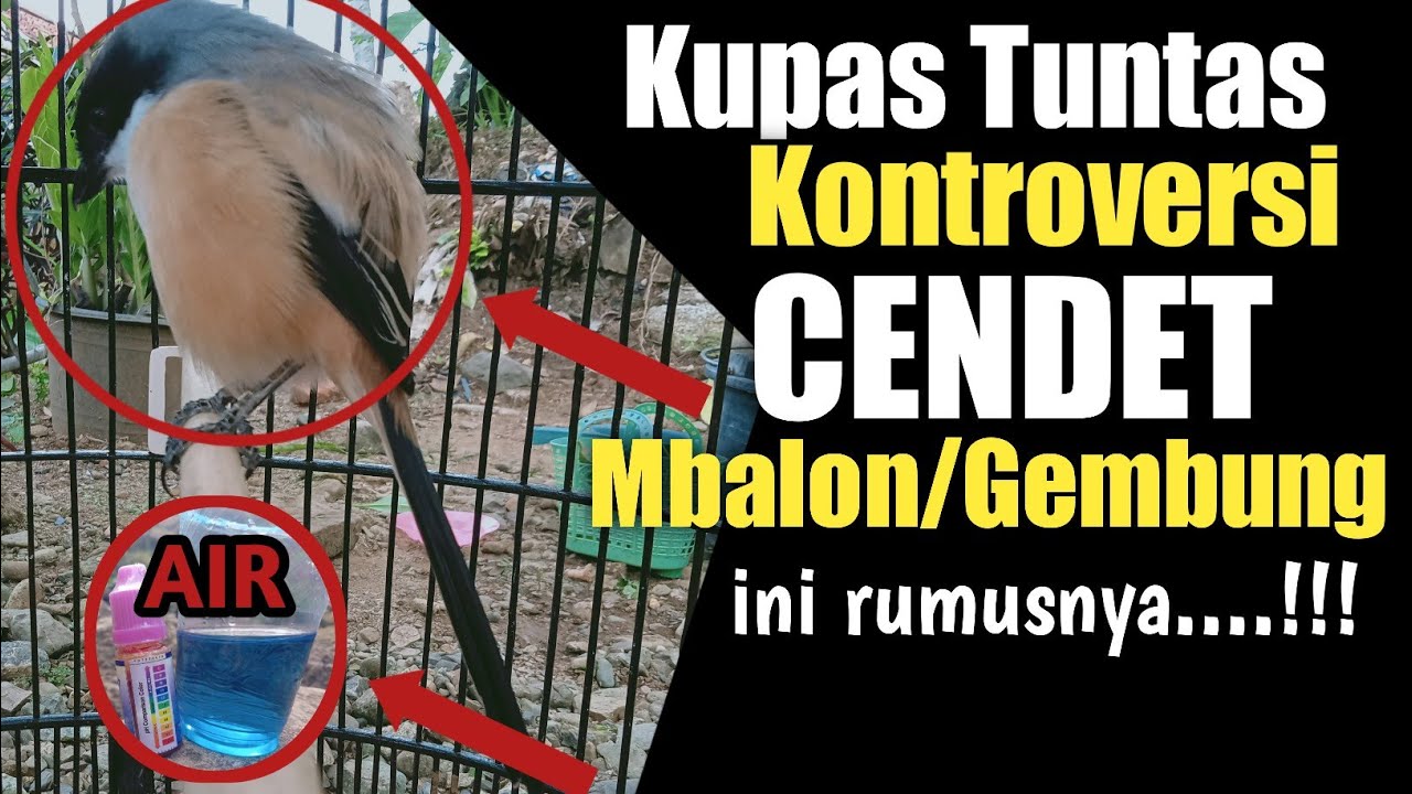 Fenomena CENDET mbalon ini solusi yang paling Akurat