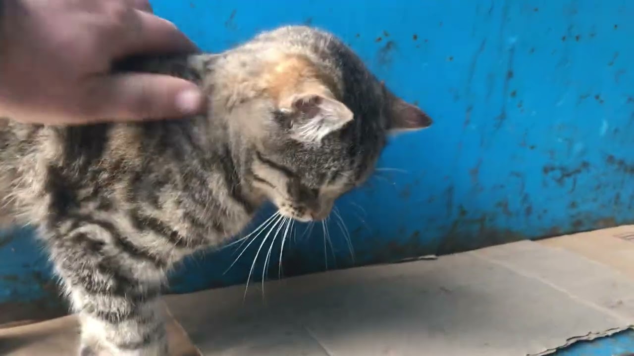 Super Pretty Cat Wants to Be Even More Beautiful and Gets Herself in Order