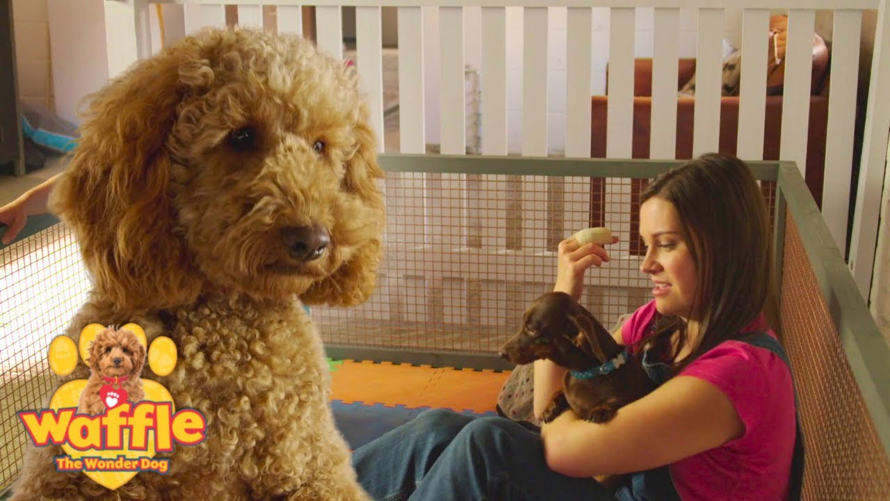 Waffle Lends a Helping Paw! | Waffle the Wonder Dog Compilation | WildBrain Zigzag
