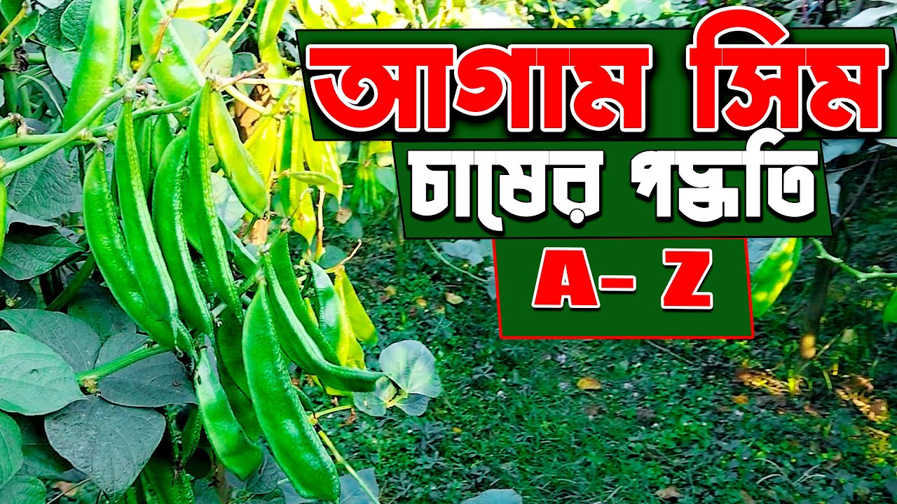 আগাম সিম চাষ করে লক্ষাধিক টাকা আয় করুন। আগাম সিম চাষের সকল পদ্ধতি ।