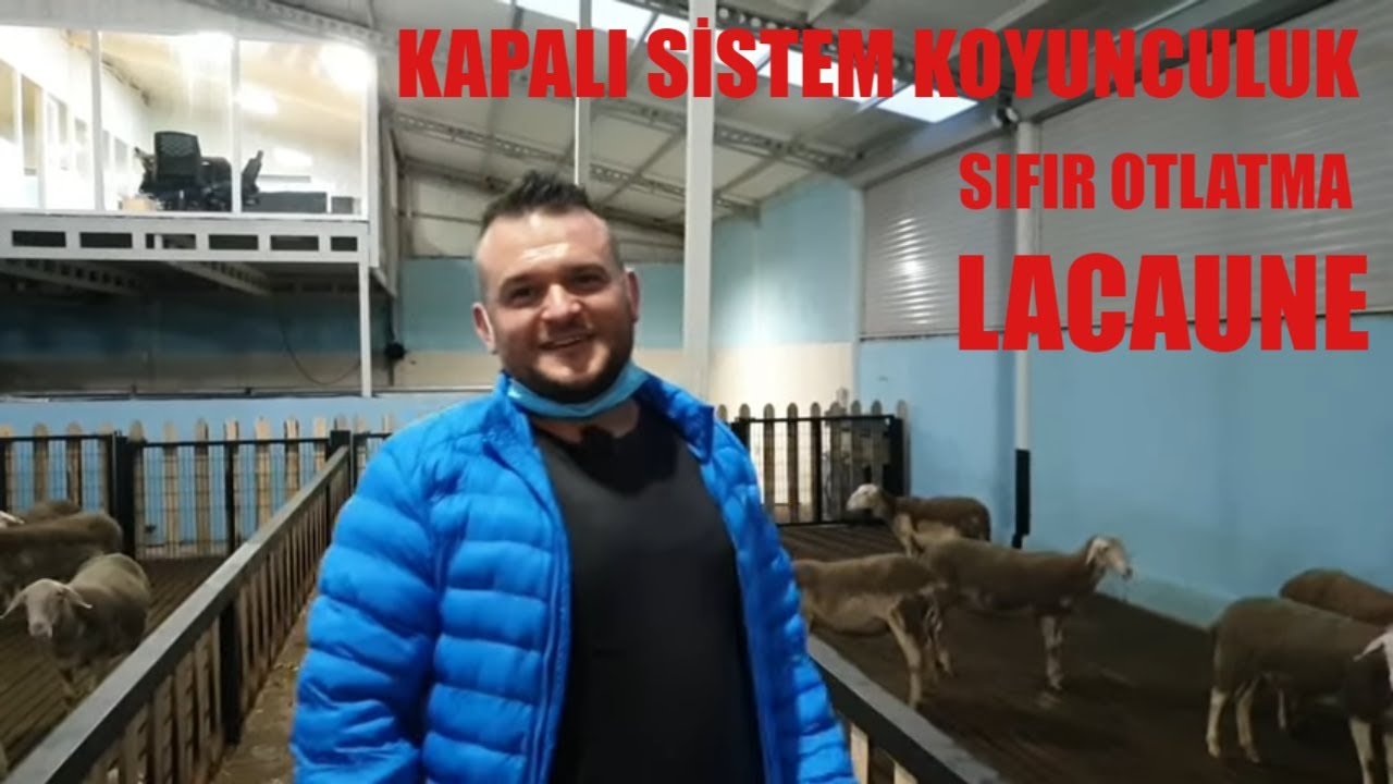 KAPALI SİSTEM MERASIZ KOYUNCULUK | SIFIR OTLATMA | 365 GÜN İÇERİDE | OTOMATİK SAĞIM | LACAUNE KOYUNU