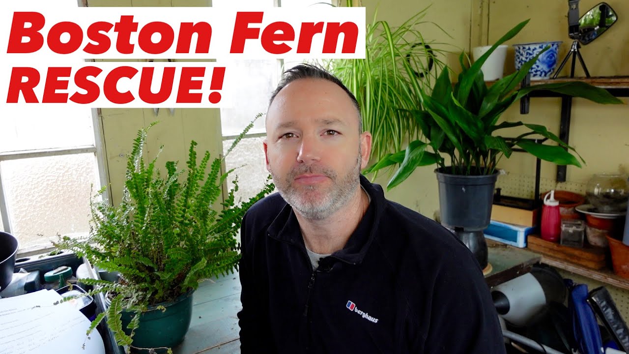 Boston Fern Rescue & Care Guide - Nephrolepis exaltata Bostoniensis