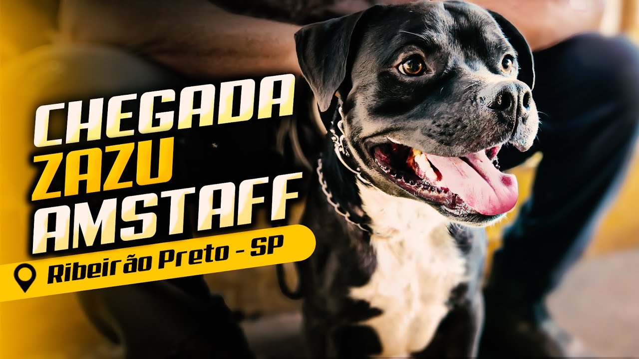 ZAZU CHEGOU. UM CÃO AGRESSIVO PELA DOR, NÃO PELA RAÇA!