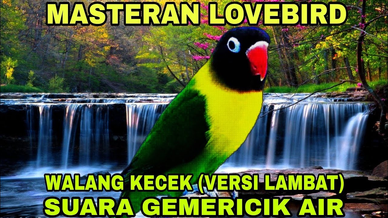 Masteran Lovebird Anti Stres - Walang Kecek Versi Lambat & Gemericik Air