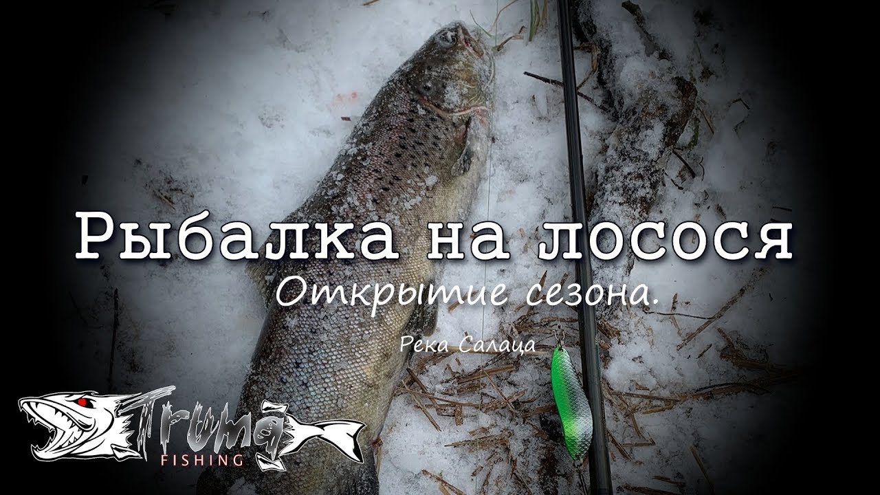 Рыбалка на лосося. Открытие сезона. Река Салаца.
