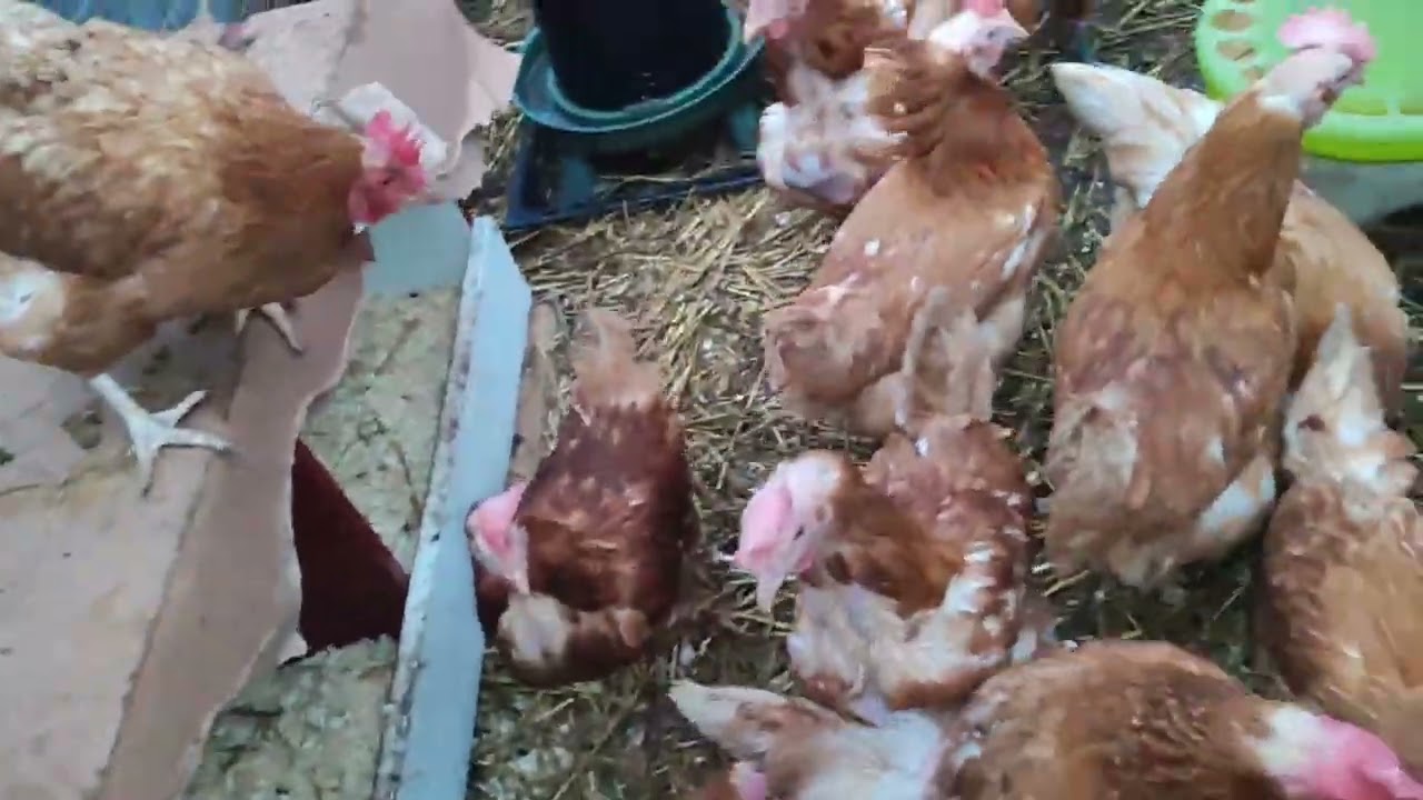 ЯЙЦЕНОСКОСТЬ КУР ПОЛУСТАРУШЕК❗СОБАЧИЙ КОРМ КУРАМ В КОРМУШКИ🔥СВЕТ ДЛЯ КУРОЧКИ В КОРОБКЕ💡
