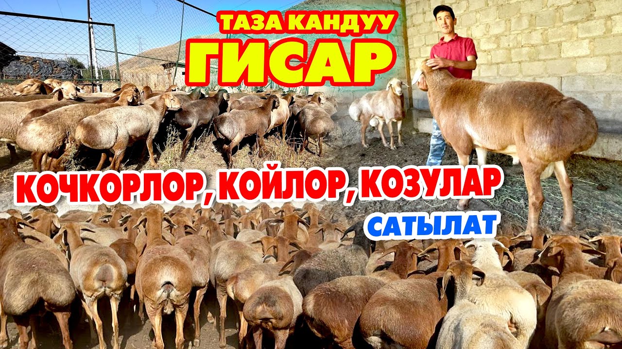Бир КОРОО таза кандуу ГИСАР койлор САТЫЛАТ ~ Чоң КОЧКОРЛОР, козулар да бар
