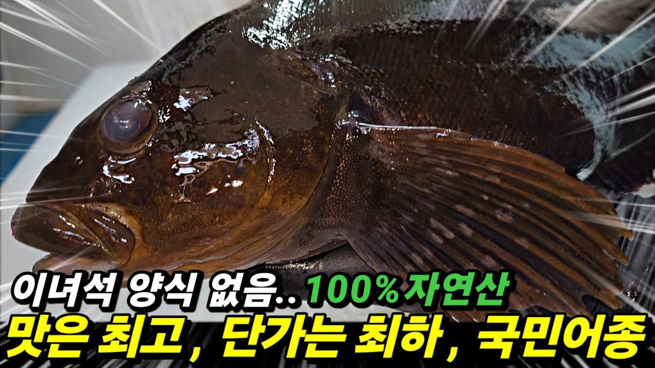 양식보다 저렴한 자연산 국민어종!! 지금 가격,맛 동시 잡을수 있습니다