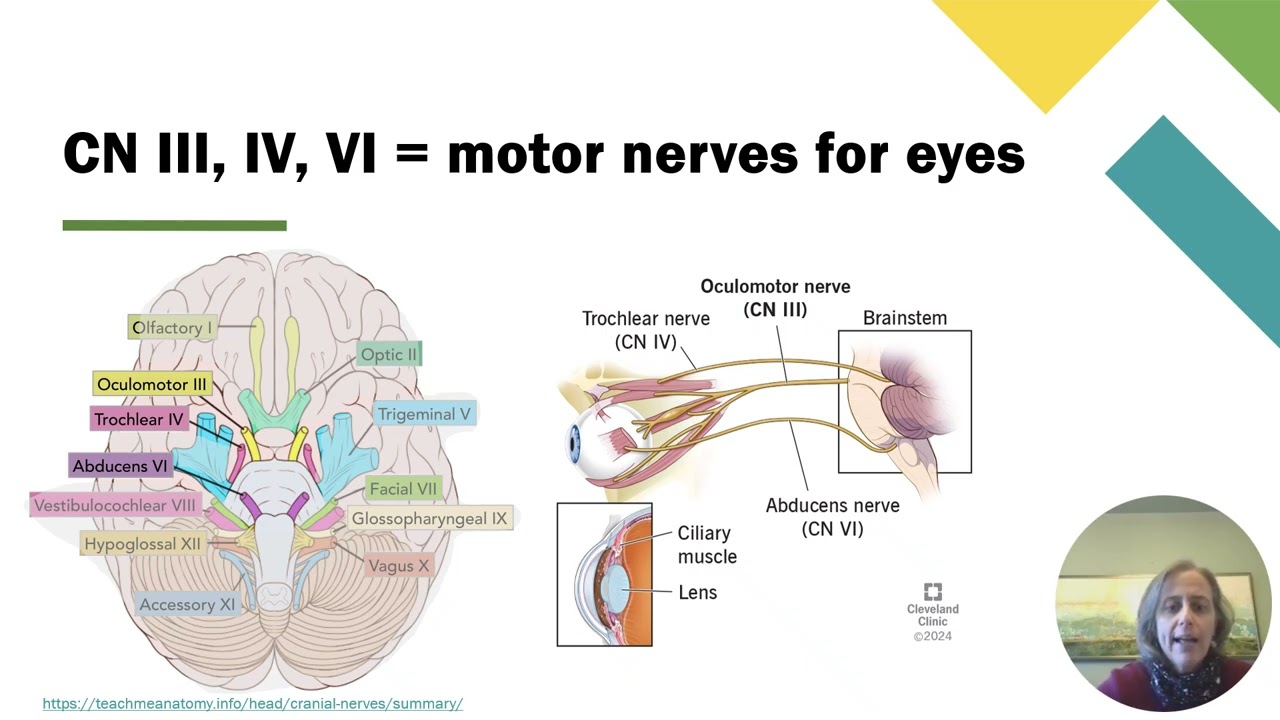 7c Nerves & Cranial Nerves - Cranial Nerves 1,2,3,4,6