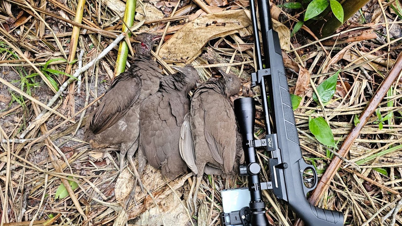 Caçada de nambu preta, rendeu frito🎯🍗