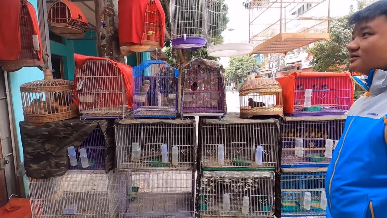 Đi Mua Chim Khuyên Và Thăm Chuột Ham Tơ Anh Quế Nghịch Tặng /Nhân Tạ Mốt