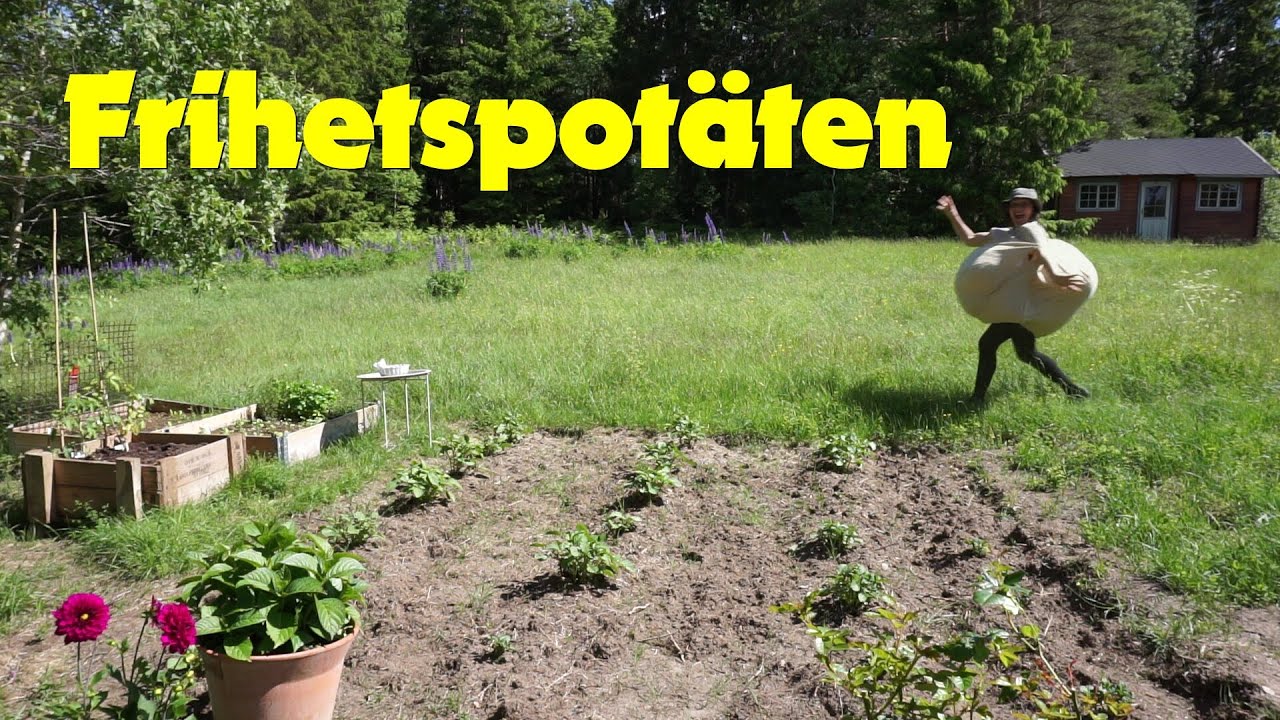 Frihetspotäten /Tranviken offgrid