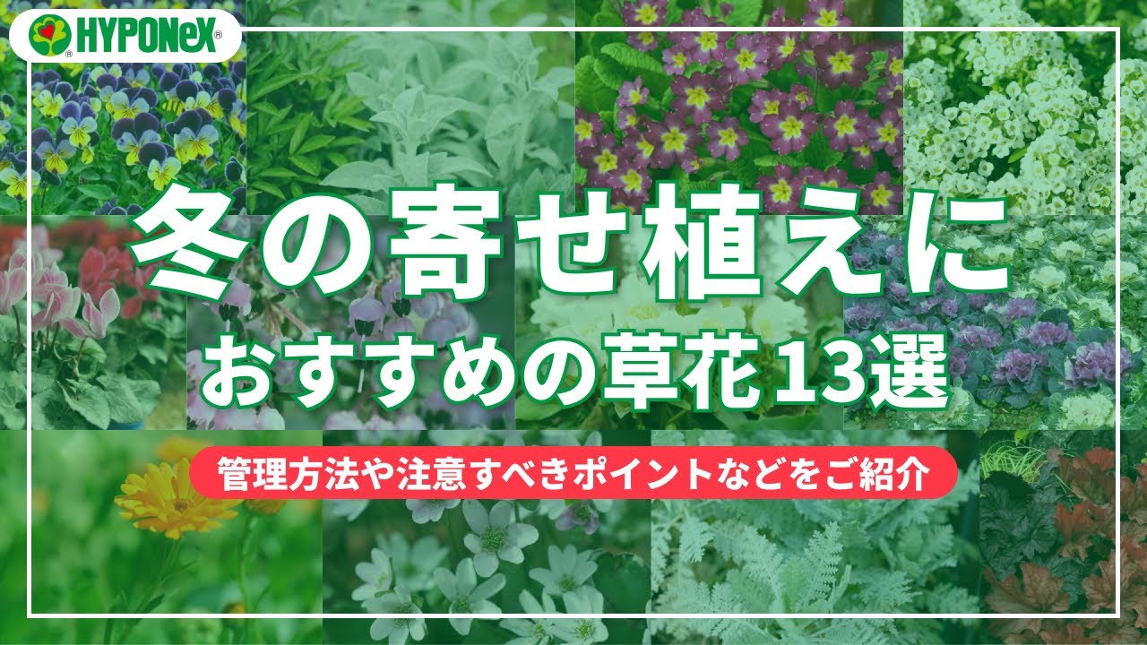 冬の寄せ植えにおすすめ｜ガーデニングに向いている草花13選